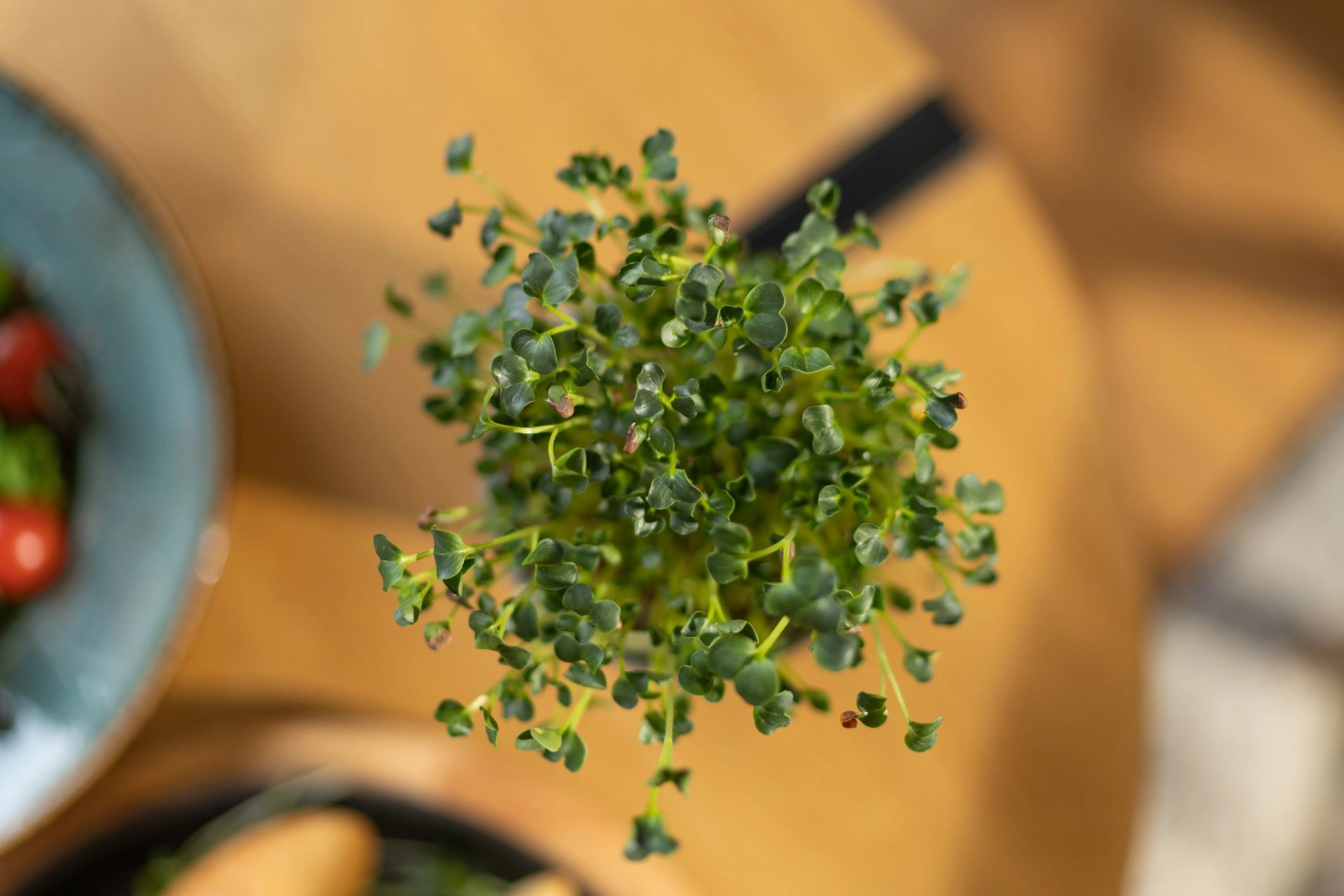 broccoli sprouts microgreens natural supplements