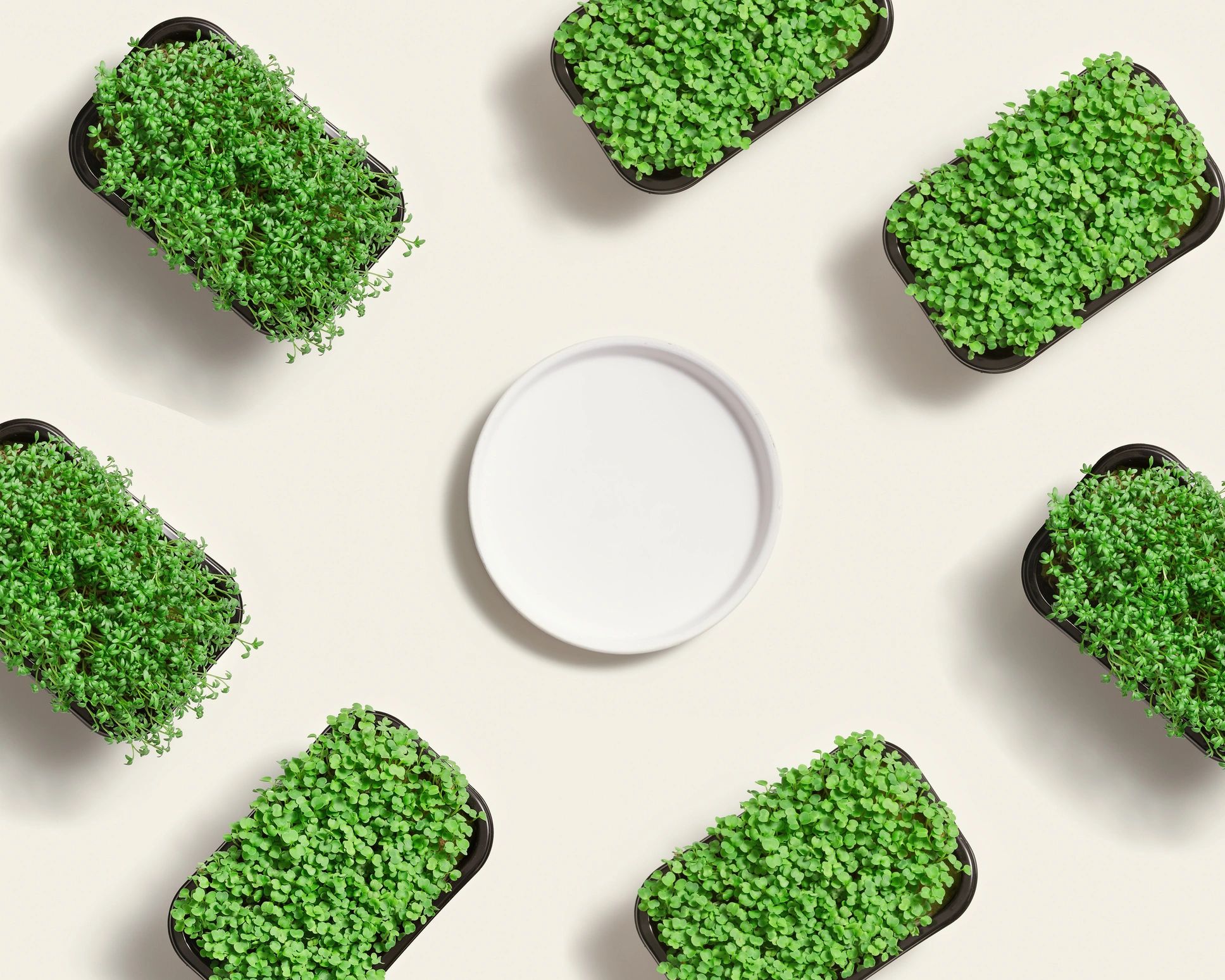 modern probiotics supplements wellness gut health microgreens
