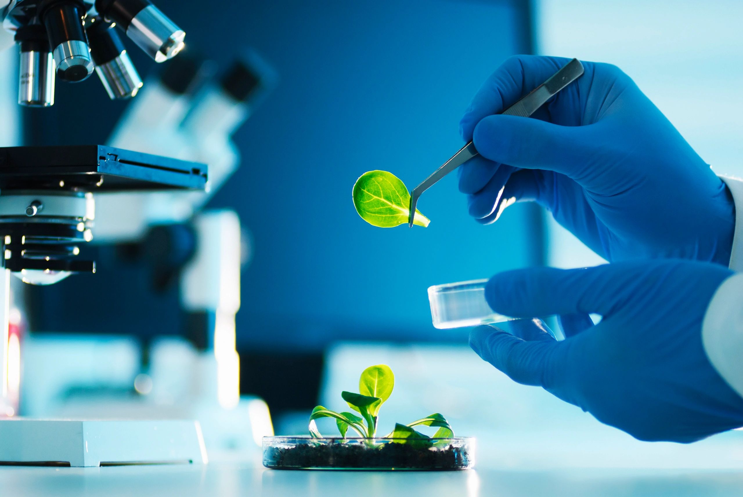 broccoli sprouts and microgreens science