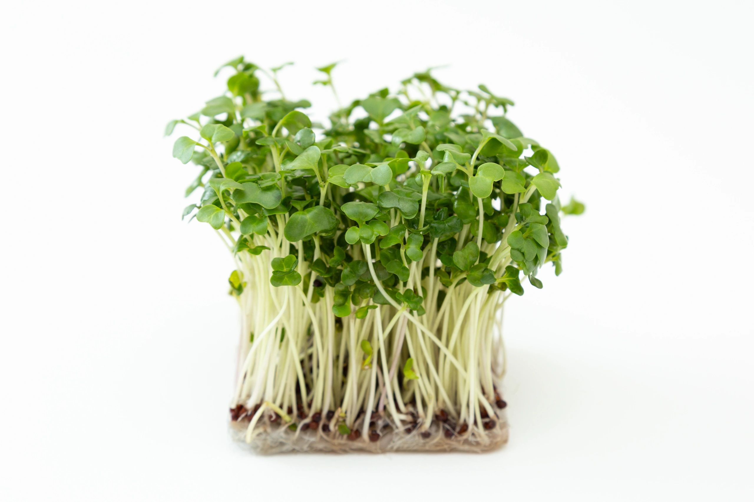broccoli sprouts closeup