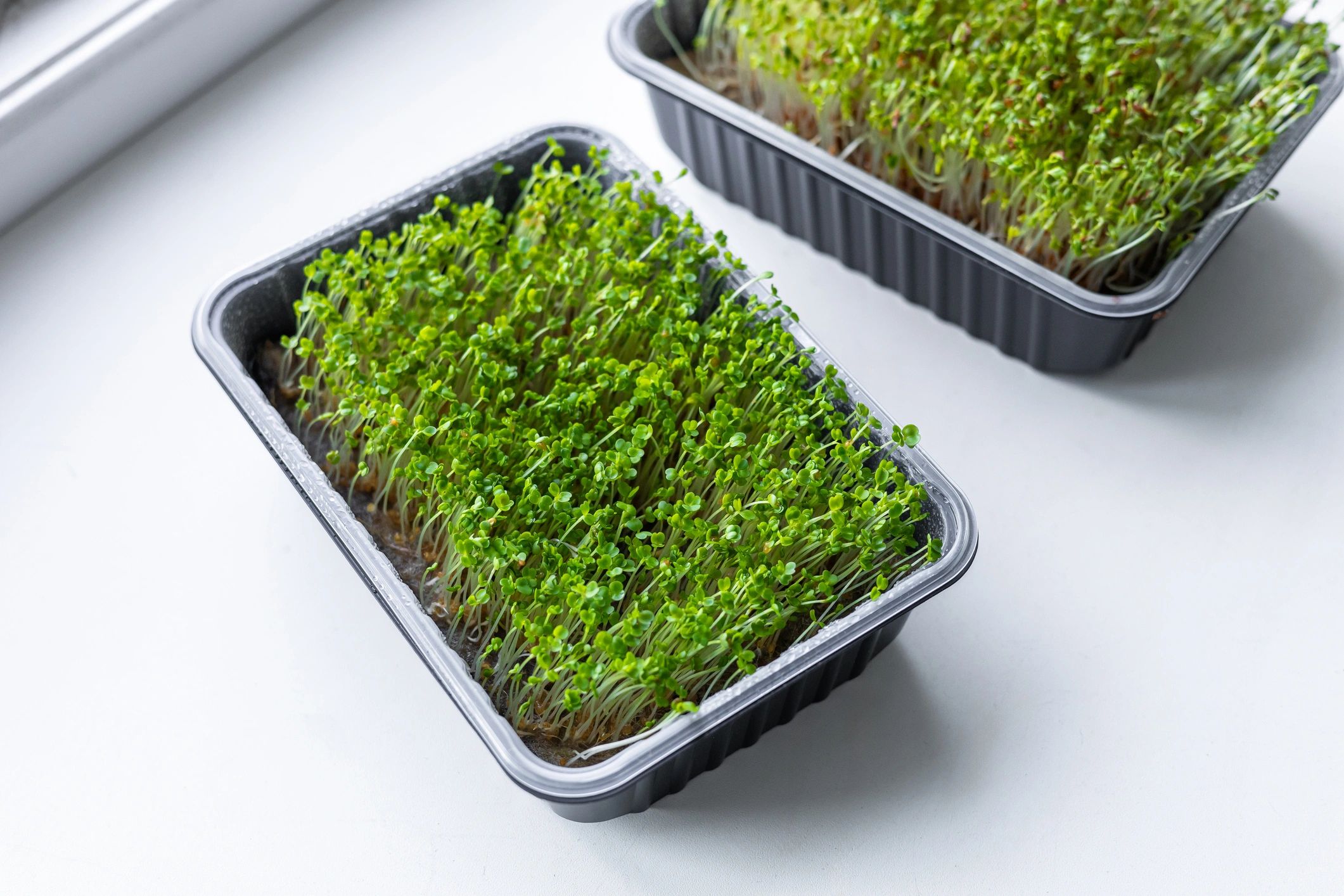 microgreens broccoli sprouts fermentation healthy lifestyle