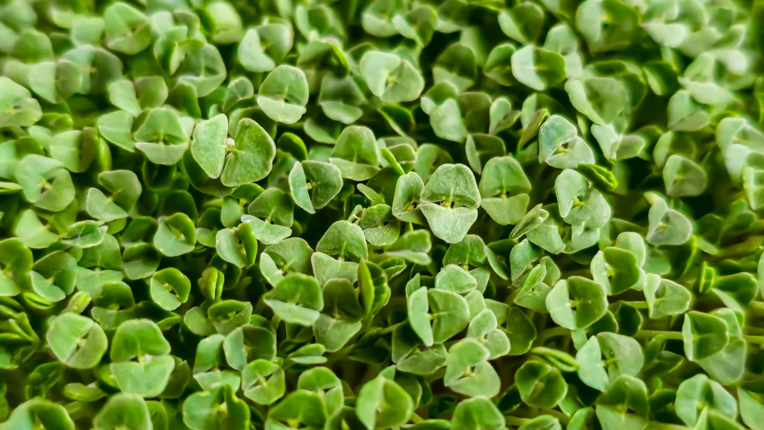 broccoli sprouts microgreens